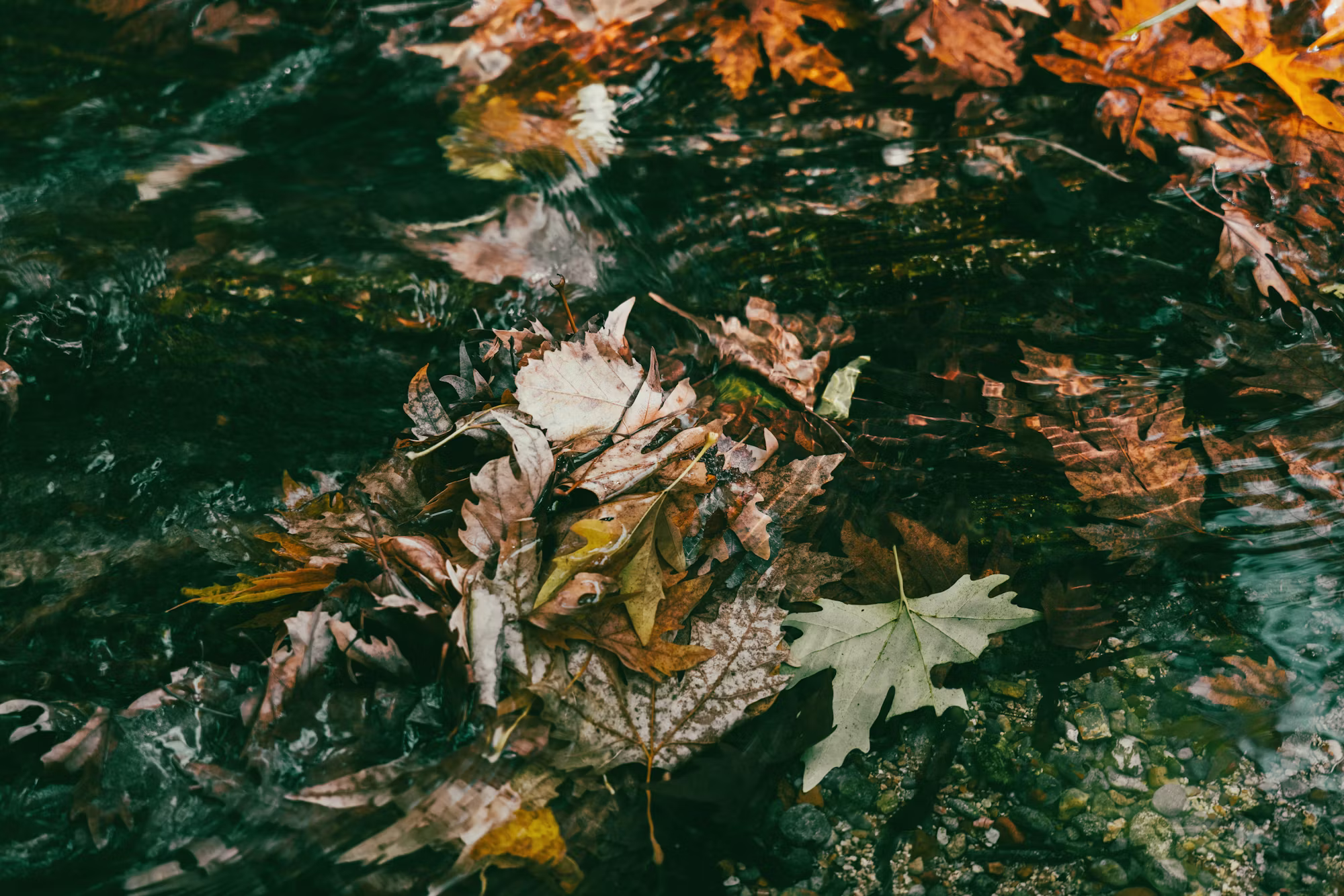 Exploring the Depths of Love: The Role of Emotional Intelligence in Relationships
